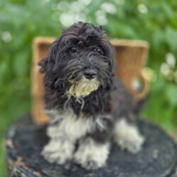 Adopt a dog:Jane/Bernedoodle/Female/February 27, 2026,Hi, I'm Jane! I'm a 20-week-old female Bernedoodle. My dad is a Poodle and my mom is a Bernedoodle. I have a beautiful black & white coat, and I was born on February 27. I am ready now to plan my trip to my forever family. I'm ICA registered. Your lap looks like the perfect spot for my puppy naps.