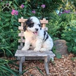 Chief/Mini Bernedoodle									Puppy/Male	/May 19th, 2026,Meet our sweet natured friendly Lil Bernedoodles. They are well socialized by our children who take them all over the farm! Be it on wagon rides, stroller d rides or even nap time!!