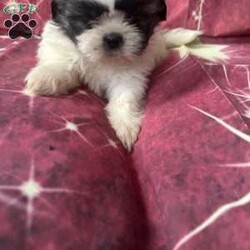 Jordan/Shih Tzu									Puppy/Male	/7 Weeks,Meet our adorable brown and white male Shih Tzu puppy! He has a soft, fluffy coat, a sweet personality, and loves to play and cuddle. He’s curious, friendly, and enjoys exploring before curling up for a nap. Raised with love, he’s becoming more social every day and is looking for a caring forever home where he’ll receive plenty of attention and affection. This little guy is sure to bring lots of joy, laughter, and companionship to his new family.