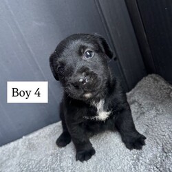 Jack Russell /Jack Russell/Female/Sex: Male,We have a beautiful litter of five Jack Russell boy puppies looking for loving new homes three are Black and Tan with white markings on there chest two are black with white markings on there chest 