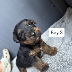 Jack Russell /Jack Russell/Female/Sex: Male,We have a beautiful litter of five Jack Russell boy puppies looking for loving new homes three are Black and Tan with white markings on there chest two are black with white markings on there chest 