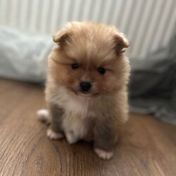 Adopt a dog: (1 girl and 3boys) Beautiful Pomeranian Puppie – THEY ARE READY TO LEAVE FROM AUGUST 28th /Pomeranian/Female/Sex: Mixed Litter,THEY ARE READY TO LEAVE FROM AUGUST 28th 2026   Beautiful Pomeranian Puppies –