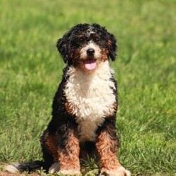 James/Mini Bernedoodle									Puppy/Male	/June 14th, 2026,Meet our sweet natured friendly lil Bernedoodles, they are well socialized by our children who take them all over the Farm!! Be it on wagon rides, stroller rides or even nap time!