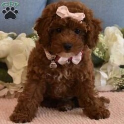 Cali Girl/Toy Poodle									Puppy/Female	/8 Weeks,Cali is a Gorgeous AKC Registered Pick of the litter Toy Poodle, She never has a bad day and is always happy, she loves to play with her brother and her stuffed animals, she is confident gal, she doesn’t get separation anxiety at all, she will play in her playpen with no issues, she has a beautiful red soft hypoallergenic curly coat, and she loves to strut her stuff as if she is the Princess, Cali is beautiful, When she is full grown she will be around 7 to 8 pounds, her parents are 8 and 7 pounds, Cali is AKC registered, Microchipped, Vaccinated and dewormed, if you are interested in this little lady call or text, please Do Not email regarding Cali as the emails get way too full and I no longer check them, call or text only