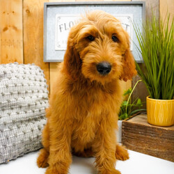 Avery/Goldendoodle/Female/April 22, 2026