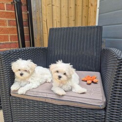 Adopt a dog:Maltese puppy /Maltese/Female/Sex: Mixed Litter,Beautiful Korean Maltese puppies from very small parents!  Boy and girl