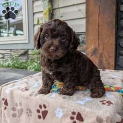 Coco/Cavapoo									Puppy/Female	/8 Weeks,Hello! My name is Coco,, I’m a sweet,outgoing and playful puppy who is looking for my furever home and will make you a great furever companion. 