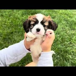 Kingston/Cavachon									Puppy/Male	/June 27th, 2026,Kingston is one of four in his litter, with an approximate adult weight of 12 to 18 lbs  .