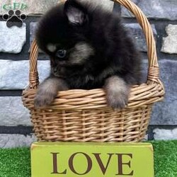 Shadow/Pomeranian									Puppy/Male	/5 Weeks, Pssst… looking for a tiny best friend? I’m Shadow! I may be tiny, but I have enough personality to fill the whole house! I’m a purebred AKC registered teacup Pomeranian boy born on 7/2/26, with beautiful black & tan coloring, the sweetest teddy bear face, and a thick fluffy coat that makes me look like a tiny stuffed animal. My favorite size? Carry-me-everywhere size! I’m the kind of little companion who can tag along on your adventures, curl up in your lap, and be right beside you for all the everyday moments in between. I’m being family raised and well socialized, so I get plenty of attention and love. And you’ll know when I’m happy—which is pretty much all the time—because my little tail just keeps going! Before I head off to my new home, I’ll be: AKC Registered Vet Checked Up to date on shots & dewormings Microchipped Covered by a Health Guarantee Family raised & well socialized Think I’m cute in my picture? Wait until you see my video! Distance doesn’t have to keep us apart! Delivery is available right to your door for almost anywhere in the USA. Call or text today and ask about Shadow! Tiny enough to carry along. Sweet enough to never want to leave home without me.