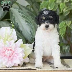 Hank – Mini/Miniature Poodle									Puppy/Male	/6 Weeks,HANK is an adorable Mini Poodle puppy who cant wait to meet you! He is black and white with tan points! These playful pups have great loving personalities and our family raised. All vet paperwork, shots & dewormer   30 day health guarantee are all provided with Hank. Including a small bag of puppy food and informational packet to also take along home. If your interested in Hank or his sister Hannah please give us a call today to schedule your appointment to meet them!