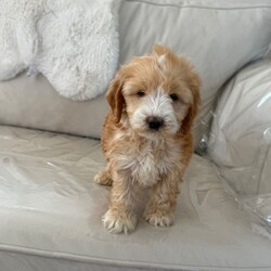 1 cocker poo female puppy /Cockapoo/Female/Sex: Mixed Litter,We have four adorable cockapoo puppies, three females and one male they are almost 8 weeks ready for a new home mom is red and white show type Cocker that is a red Poodle