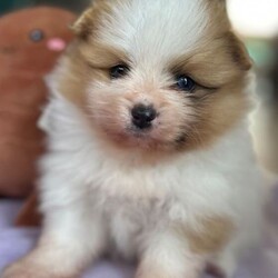 Adopt a dog: (1 girl and 3boys) Beautiful Pomeranian Puppie – THEY ARE READY TO LEAVE FROM AUGUST 28th /Pomeranian/Female/Sex: Mixed Litter,THEY ARE READY TO LEAVE FROM AUGUST 28th 2026   Beautiful Pomeranian Puppies –