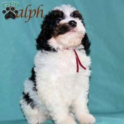 Ralph/Bernedoodle									Puppy/Male	/May 22nd, 2026,Male Bernedoodle puppy that is family raised and well socialized.  Both parnets are genetic health tested.   