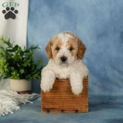 Waffles/Miniature Poodle									Puppy/Male	/June 25th, 2026,These sweet little Mini Poodle puppies are looking for their furever homes! Happy, healthy, and full of personality, these adorable little ones have been family raised, and it truly shows. They are confident, well-socialized, and ready to meet every adventure by your side.