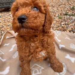 Adopt a dog:Australian Double Mini Labradoodles  - Only 2 Left!!/Australian Labradoodle/Female/Sex: Mixed Litter,Millie and Roscoe have had a litter of 5 Beautiful Mini double doodles (mini double doodles means both parents are mini Labradoodles).