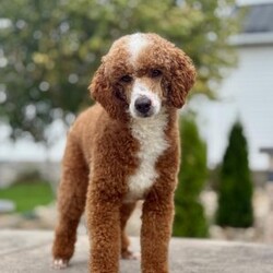 Leo/Mini Goldendoodle									Puppy/Male	/7 Weeks,Meet Leo! This sweet and adorable F1 Mini Goldendoodle is looking for a forever family!