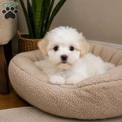 Lily/Maltipoo									Puppy/Female	/8 Weeks,are you looking for an awesome puppy ? This one would love to be your buddy !! Bred to bring joy and love to your life !!