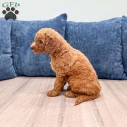 Zoey/Mini Goldendoodle									Puppy/Female	/8 Weeks,Meet Zoey! This sweet and adorable Mini Goldendoodle is looking for a forever family!