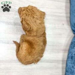 Zoey/Mini Goldendoodle									Puppy/Female	/8 Weeks,Meet Zoey! This sweet and adorable Mini Goldendoodle is looking for a forever family!