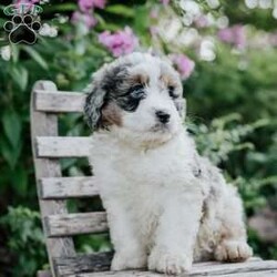 James/Mini Bernedoodle									Puppy/Male	/June 14th, 2026,Meet our sweet natured friendly lil Bernedoodles, they are well socialized by our children who take them all over the Farm!! Be it on wagon rides, stroller rides or even nap time!