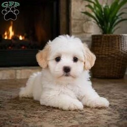Lily/Maltipoo									Puppy/Female	/8 Weeks,are you looking for an awesome puppy ? This one would love to be your buddy !! Bred to bring joy and love to your life !!