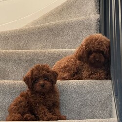 Adopt a dog:Tiny & Adorable Asian Toy Poodle Boys – Ready for Reservation! /Toy Poodle/Female/Sex: Male,Meet these two absolutely adorable Asian Toy Poodle boys!  They are tiny, sweet, playful, and full of personality — perfect little companions for a loving home.