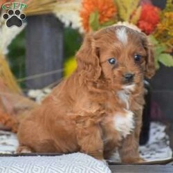 Doris – F1/Cavapoo									Puppy/Female	/June 24th, 2026,Looking for a Cavapoo puppy thats F1 generation!? To welcome into your family?! Look no further than these adorable puppies! We have an adorable little girl named Doris currently available; She is vet checked with all paperwork, shots & dewormer, 1 Year Health Guarantee & more! If your interested in learning more or you’d like to schedule an in person visit, give us a call today! The F1 Cavapoo dog breed is hypoallergenic and less shedding, great family personality dog breed!