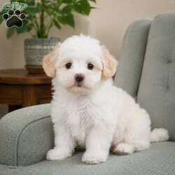 Lily/Maltipoo									Puppy/Female	/8 Weeks,are you looking for an awesome puppy ? This one would love to be your buddy !! Bred to bring joy and love to your life !!