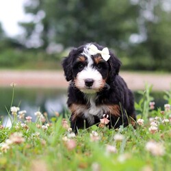Anne/Mini Bernedoodle									Puppy/Female	/7 Weeks,Hi, my name is Ada, and I’m an adorable Mini Bernedoodle puppy with a playful spirit, a gentle heart, and so much love to give! I’m searching for my forever family, and I can’t wait to become your loyal companion. Whether we’re playing in the yard, exploring new places, or snuggling on the couch after a fun-filled day, I’ll be happiest simply being by your side. I have been raised with lots of love and attention, helping me grow into a friendly, affectionate, and well-socialized puppy.