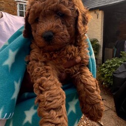 Adopt a dog:Australian Double Mini Labradoodles  - Only 2 Left!!/Australian Labradoodle/Female/Sex: Mixed Litter,Millie and Roscoe have had a litter of 5 Beautiful Mini double doodles (mini double doodles means both parents are mini Labradoodles).