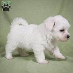 Fredy/Maltese									Puppy/Male	/8 Weeks,Are you looking for an awesome puppy ? This one would love to be you buddy !! Bred to bring joy and love to your life !! If you are looking for an JOLLY and PLAYFULL puppu look no further !!