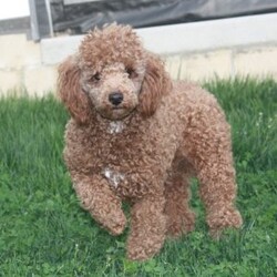 Zoey/Mini Goldendoodle									Puppy/Female	/8 Weeks,Meet Zoey! This sweet and adorable Mini Goldendoodle is looking for a forever family!