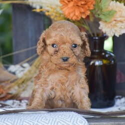John – F1B/Cavapoo									Puppy/Male	/June 24th, 2026,Looking for a Cockapoo puppy thats F1B generation!? To welcome into your family?! Look no further than these adorable puppies! We have a great litter of 3 pups available; These 3 cuties are TINY so if your specifically looking for a small weight even into adulthood these pups would be your perfect match! This litter is vet checked with all paperwork, shots & dewormer, 1 Year Health Guarantee & more! If your interested in learning more or you’d like to schedule an in person visit, give us a call today! The F1B Cavapoo dog breed is hypoallergenic and less shedding, great family personality dog breed!