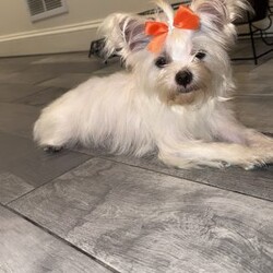 Chloe/Yorkie									Puppy/Female	/7 Weeks, Chloe | KB Black Teacup Yorkie Sweet, petite, and absolutely adorable! Chloe is a loving little girl with a big personality, looking for her perfect forever home.