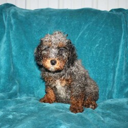 Tina/Miniature Poodle									Puppy/Female	/13 Weeks,Say hello to this adorable and curly Miniature Poodle puppy with lots of love to share! This purebred cutie comes up to date on shots and dewormer and is vet checked. The breeder has been carefully socializing this puppy as well! Please feel free to reach out if you would like to reserve or meet them!