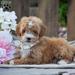 Michelle/Mini Goldendoodle									Puppy/Female	/June 4th, 2026,Welcome to the Fisher family! We are so excited to show you our beautiful litter of F1B generation Mini Goldendoodle puppies we currently have available! There mother is a F1 Mini Goldendoodle and there father is a Mini Poodle; both parents here on site to meet as well! All pups go home to you with full vet records; shots & dewormer; 1 year health guarantee; info packet; small bag of puppy food; puppy toy & more! If your interested in Michelle or her siblings please reach out to us today! Thank you!