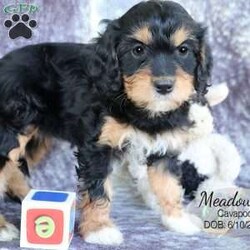Meadow/Cavapoo									Puppy/Female	/8 Weeks,Meadow is a tri-color Cavapoo puppy with a sweet disposition and big brown eyes to melt your heart. She is very playful and enjoys playing with her littermates and the farm cat in the yard. Our children interact with the litter of puppies; they are all comfortable with the people they meet.