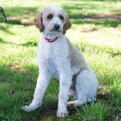 Serenity/Mini Goldendoodle									Puppy/Female	/8 Weeks,Meet Serenity! She would love to be a part of your family! Look no further than this adorable little girly! Family raised, up to date on shots and dewormer, and comes with a 1 year genetic health guarantee. She’s socialized with our children, who help care for the puppies!! She comes with a small bag of food, blanket, toy and a collar. Give us a call today! We’re open Monday-Saturday 8-8 and closed on Sundays. Sunday messages will be returned on Monday. Country Echo Pets,  Raymond Lapp Sunbury Pa 17801 Pa License #17927