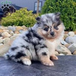 Flash/Pomeranian									Puppy/Male	/6 Weeks, Hi there! I’m Flash — tiny, fluffy, and always ready to steal the show! I’m a gorgeous purebred AKC registered Pomeranian boy, and if you’re looking for a puppy that people are going to notice everywhere you go… I think you just found him! My stunning black, tan & merle coloring is covered in beautiful markings, and when you add my thick fluffy coat, small size, and adorable teddy bear face, I’m pretty hard to resist. I was born on 6/26/26, and I’m being raised by a family, where I get plenty of attention, handling, and socialization. I’m a happy little guy too — my tiny tail always seems to be going! Whether I’m playing, exploring, or just excited to see you, I’m ready to bring a whole lot of personality inside a small package. When it’s time for me to come home, I’ll have: AKC Registration Up-to-date with shots & dewormings Microchip Health Guarantee Vet Checked Pictures show my looks… but you have to see my video! Live a little too far away to pick me up? No worries! Delivery is available right to your door for almost anywhere in the USA! Think I’m the little Pom you’ve been waiting for? Call or text today. I’m ready for a spot in your family! Love at first sight… with a little Flash!
