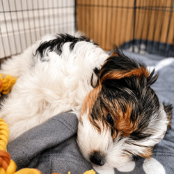 Adopt a dog:Gorgeous Tiny Biewer Yorkshire Terrier Puppies/Biewer Terrier/Female/Sex: Mixed Litter,Beautiful Biewer Yorkshire Terrier Puppies – 1 Girls and 1 Boys Available in Telford