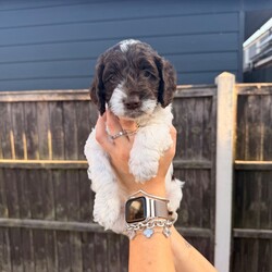  Beautiful F1 Sproodle Puppies /Sproodle/Female/Sex: Mixed Litter, Beautiful F1 Sproodle Puppies (Sprocker Spaniel × Miniature Poodle) 