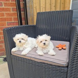 Adopt a dog:Maltese puppy /Maltese/Female/Sex: Mixed Litter,Beautiful Korean Maltese puppies from very small parents!  Boy and girl