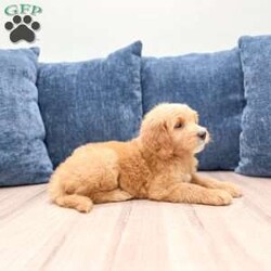 Leo/Mini Goldendoodle									Puppy/Male	/7 Weeks,Meet Leo! This sweet and adorable F1 Mini Goldendoodle is looking for a forever family!
