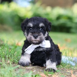 Benji/Miniature Schnauzer									Puppy/Male	/7 Weeks,Hi, I’m Benji! I’m an adorable AKC registered Miniature Schnauzer puppy with a playful personality and a heart full of love. I enjoy exploring the world around me, learning new tricks, and making every day an adventure with my favorite people. Whether I'm playing outside, chasing toys, or spending quality time together, I’m happiest right by your side. With my soft, fluffy coat, bright eyes, and irresistible Miniature Schnauzer charm, I’m sure to capture your heart from the very first moment we meet. I can’t wait to find my forever family and fill your home with love, laughter, loyal companionship, and countless happy memories!