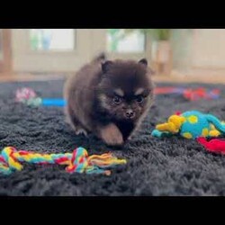 Shadow/Pomeranian									Puppy/Male	/5 Weeks, Pssst… looking for a tiny best friend? I’m Shadow! I may be tiny, but I have enough personality to fill the whole house! I’m a purebred AKC registered teacup Pomeranian boy born on 7/2/26, with beautiful black & tan coloring, the sweetest teddy bear face, and a thick fluffy coat that makes me look like a tiny stuffed animal. My favorite size? Carry-me-everywhere size! I’m the kind of little companion who can tag along on your adventures, curl up in your lap, and be right beside you for all the everyday moments in between. I’m being family raised and well socialized, so I get plenty of attention and love. And you’ll know when I’m happy—which is pretty much all the time—because my little tail just keeps going! Before I head off to my new home, I’ll be: AKC Registered Vet Checked Up to date on shots & dewormings Microchipped Covered by a Health Guarantee Family raised & well socialized Think I’m cute in my picture? Wait until you see my video! Distance doesn’t have to keep us apart! Delivery is available right to your door for almost anywhere in the USA. Call or text today and ask about Shadow! Tiny enough to carry along. Sweet enough to never want to leave home without me.