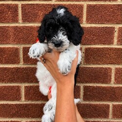 Adopt a dog:Multigen Australian labradoodles /Australian Labradoodle/Female/Sex: Mixed Litter,Beautiful Australian Labradoodle Puppies Looking for Their Forever Home