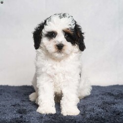 Preston/Cavapoo									Puppy/Male	/9 Weeks,Preston is a Cavapoo boy looking for a new friend! Are you looking to add something handsome to your home? Look no further than Preston! 