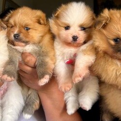 Adopt a dog: (1 girl and 3boys) Beautiful Pomeranian Puppie – THEY ARE READY TO LEAVE FROM AUGUST 28th /Pomeranian/Female/Sex: Mixed Litter,THEY ARE READY TO LEAVE FROM AUGUST 28th 2026   Beautiful Pomeranian Puppies –