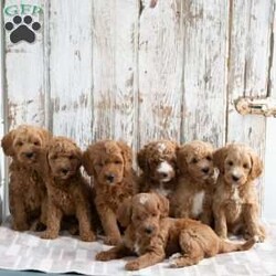 Serenity/Mini Goldendoodle									Puppy/Female	/8 Weeks,Meet Serenity! She would love to be a part of your family! Look no further than this adorable little girly! Family raised, up to date on shots and dewormer, and comes with a 1 year genetic health guarantee. She’s socialized with our children, who help care for the puppies!! She comes with a small bag of food, blanket, toy and a collar. Give us a call today! We’re open Monday-Saturday 8-8 and closed on Sundays. Sunday messages will be returned on Monday. Country Echo Pets,  Raymond Lapp Sunbury Pa 17801 Pa License #17927