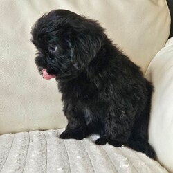 Adopt a dog:Shihpoo/Shihpoo/Female/Sex: Mixed Litter,Hi I have a lovely litter of shihpoo mum and dad can be seen on viewing puppies have their first vaccination and microchip second vaccination is free and it is a free micro chip changeover they have been warmed and flea are upto date and dad is pta eye test clear paper work to show